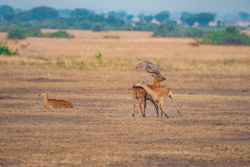 Antelope