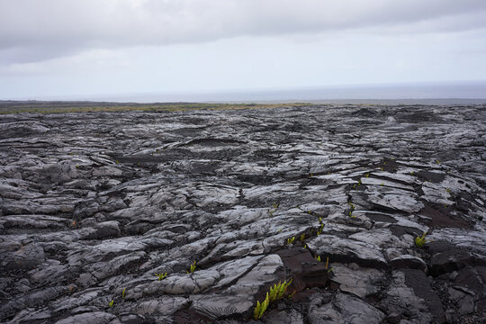 New vegetation breaking ground in the rain on the lava field on the Big Island in Hawaii. Island ecosystem transformation via lava.