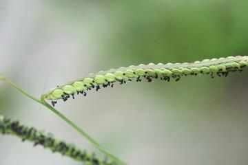 Indian goosegrass is a Poaceae weed.