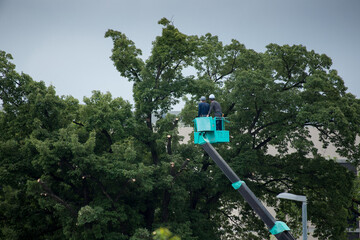 クレーン車を乗って樹木を切る職人達