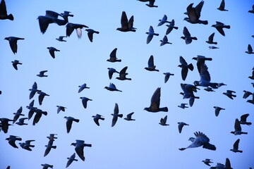 Naklejka premium Domestic pigeons / feral pigeon (Gujarat - India) flock in flight against blue sky