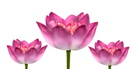 beautiful pink lotus isolated on white background