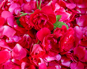 Red and pink rose petals background