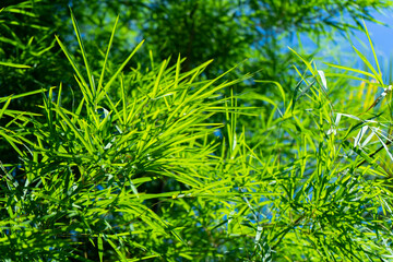 Fresh bamboo leaves with blur background