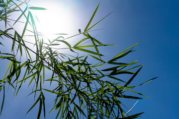 Fresh bamboo leaves with sun and blue sky background