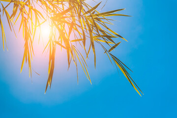 Close up the bamboo leaves with sunlight on blue sky background