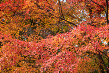 Beautiful nature colourful tree leaves in Japanese zen garden in autumn season at Kyoto,Japan.