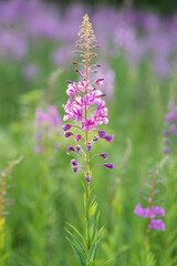 Chamaenerion angustifolium flower or fireweed on sunny summer day