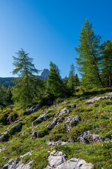 Alps wild nature, blossoming meadow in Dolomiti glacier, ideal for wallpaper or nature calendar
