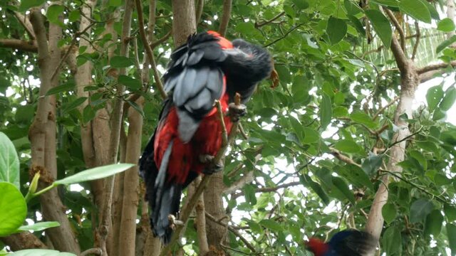 Pesquet's parrot (Psittrichas fulgidus) sitting on the branch of tree. Parrot with red wings and black neck and tail. It is endemic to hill and montane rainforest in New Guinea