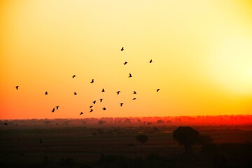 Domestic pigeons / feral pigeon (Gujarat - India) flock in flight against blue sky