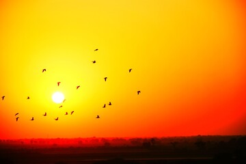 Domestic pigeons / feral pigeon (Gujarat - India) flock in flight against blue sky