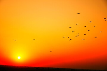 Domestic pigeons / feral pigeon (Gujarat - India) flock in flight against blue sky
