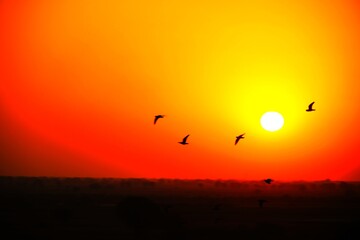 Domestic pigeons / feral pigeon (Gujarat - India) flock in flight against blue sky