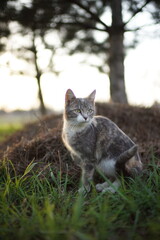 Cute ash cat portrait in the garden, look and paw raised up