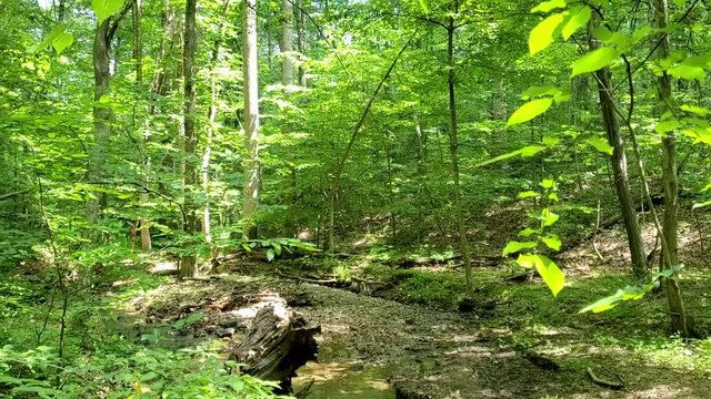 A summer day in a woodland in Maryland. Footage features Little Bennet creek with little fingerlings in it. Stream passes through a woodland with tall trees creating shade. There are 