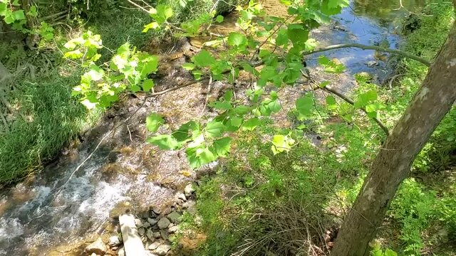 A tributary of Little Bennet creek is passing through the regional park where clear mountain water flows in shallow depth. Trees create beautiful shadow on this sunny summer day.