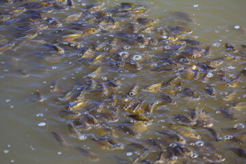 School of fish in the form of a tornado
