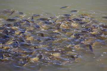 School of fish in the form of a tornado