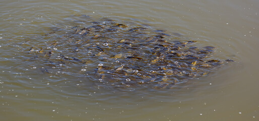 School of fish in the form of a tornado