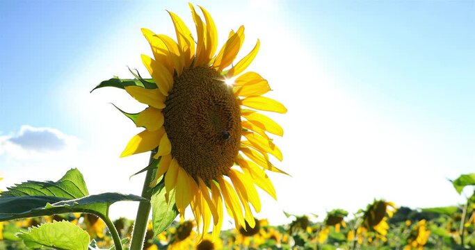 Grand soleil sur une fleur de tournesol , 
