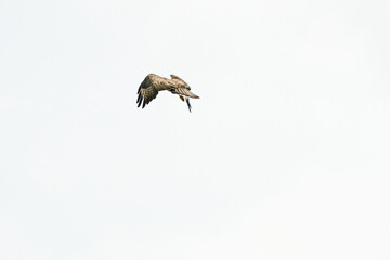 One common buzzard bird, bird of pray, buteo buteo, in flight against a white sky