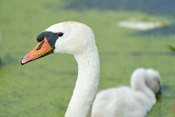 One white swan with orange beak, swim in a pond. Swan duck in backgound. Head and neck only. Duckweed floats in the water
