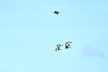 A group of gray geese, dark gray-brown goose, flying against a fresh blue sky
