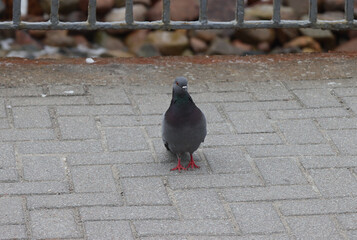 City pigeon on the sidewalk.