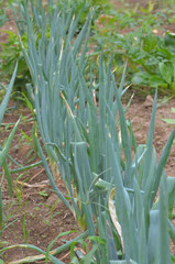 Obraz premium ねぎ