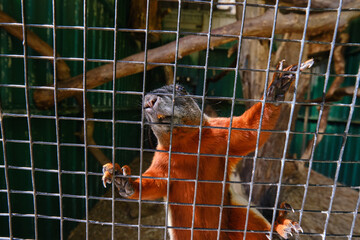 A Prevost squirrel that climbs high against the mesh