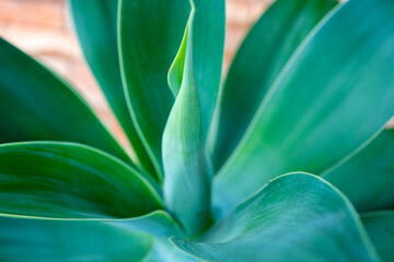 Fototapeta premium close up of succulent plant