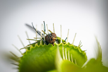 one unlucky green bottle fly trapped inside a hungry venus fly trap plant