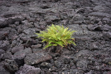 Kupukupu (Nephrolepis cordifolia), a native Hawaiian fern growing on lava fields in Hawaii Volcanoes National Park on the Big Island.