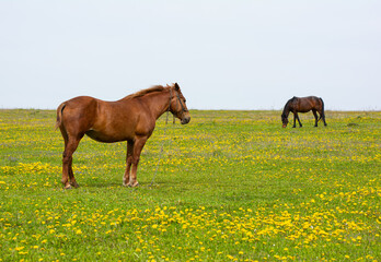 Obraz premium Adult red horse in the pasture