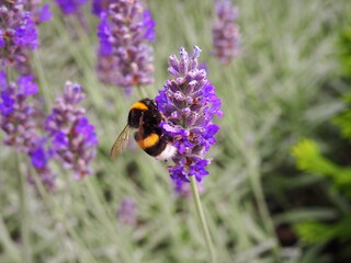 Yellow black striped wasp collects nectar on purple lavender flowers in July in Hungarian rural area