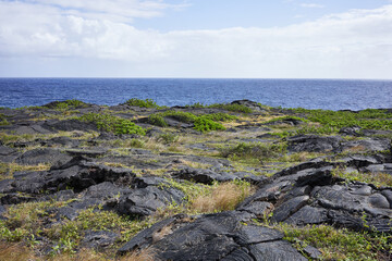 Fototapeta na wymiar Vegetation on coastal lava field in Hawaii Volcanoes National Park on the Big Island.
