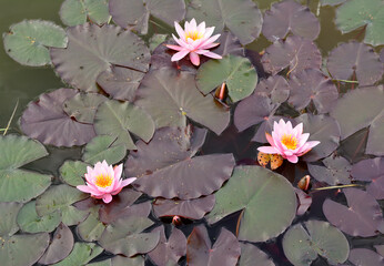 summer river with lilies