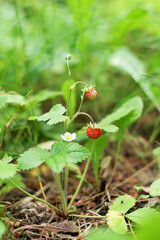 Wild strawberry stalk with ripe fruit and blossm