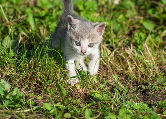 Naklejka na ściany i meble Little kitten runs on green grass.