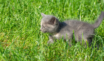 Naklejka na ściany i meble Little kitten runs on green grass.