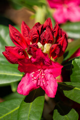 Beautiful red rhododendron flower in the garden.