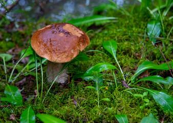 Porcini Fungi grows among mosses and grass .