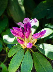 Beautiful lilac rhododendron flower in the garden.