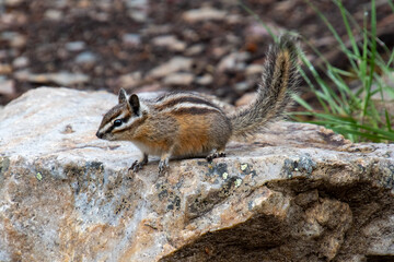 Chipmunk sitting on the rock.    Banff National Park,  AB Canada
