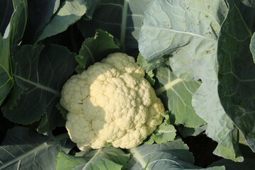 Cauliflower and leaves closeup view with green leaves on a farm.