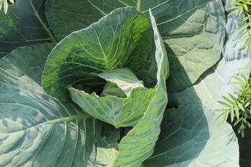 Obraz premium Green fresh Cabbage closeup view with green leaves on a farm.