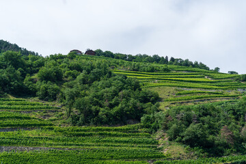 Fototapeta na wymiar Green countryside with vineyards and trees in Bolzamo, Italy