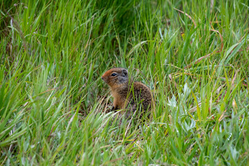 Naklejka na ściany i meble Colombia ground squirrel resting on the field. Banff National Park, AB Canada 
