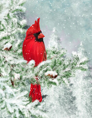 Winter Christmas background, red cardinal bird sits on snowy branches of spruce, evening, blizzard, snow flies.